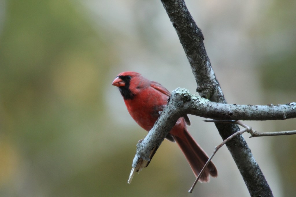 Update – WordPress&nbsp;:)